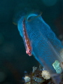 small blennie on tunicate 