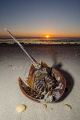 Horseshoecrab which didn´t make it back to the Atlantic during mating the night before. Of course, after the shooting the crab got flipped and made it easily back... 