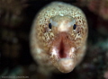 Moray, Pulau Weh 