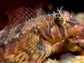 Longfin Sculpin 