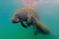 Manatee kid gets milk 