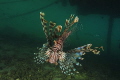 Lion fish 'chief' under resort's wharf 