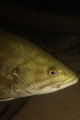 Bass portrait, Niagara River 