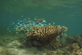 Lonely coral bush with its inhabitants in murky bay 