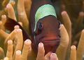 Orange- fin anemonefish

 