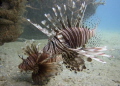 Here too- we have Lion fish at the Blue Heron Bridge too.
I poked them with my stick....pretty but not welcome. 