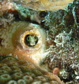 Tiny Little Alien heads pop in and out of their holes grabbing food as it floats by. 