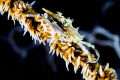 Wire coral crab 