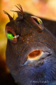 African Blenny 