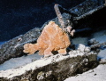 Very sandy "Yellow Frog Fish" at "Utility Landing Craft" wreck, Oahu, Hawaii. Nikonos V, Kodak 100 slide film. 