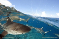 Half and half photo (Half-and-half, split shot) of reef sharks 