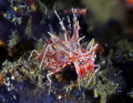 Tiger shrimp
Gangga Island
Nikon d800E, two strobo, 105 macro Nokon 