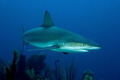 Caribbean Reef Shark, Efra's Wall, Guánica. 