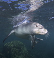 Monk Seal at Olowalu Beach on Maui greets me! 