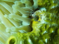 Shrimp on Anemone 