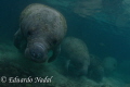 manatee 