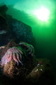 After the die off of Starfish we have seen on the west coast of Canada it was encouraging to see them going strong in the Alberni Inlet. Tokina 10-17mm and twin sea and sea 110a strobes. 