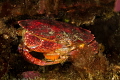 Red Rock Crab with eggs at Tyee Cove 