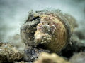 "Style is a fraud. I always felt the Greeks were hiding behind their columns." Willem de Kooning. Variable Fangblenny - Petroscirtes Variabilis. Chaloklum Bay, Thailand-EM5-Oly 60mm-1/250-f3.5-iso100-Inon D2000-Inon UCL 165-H2O Tools+5x2 