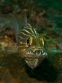 Cardinalfish - mouth full of eggs. 