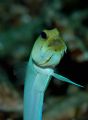 Image of a male yellow head jawfish with a mouthful of incubating eggs taken in the sands of Roatan Honduras using a Nikon D-70 with a 105 mmk in a sea and sea housing. 