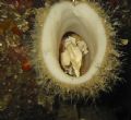 Grunt sculpin with eggs in chimney sponge. Whytecliff Park, Vancouver, BC. 