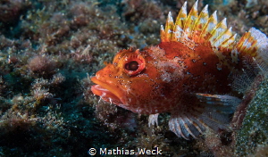 Underwater Photo Contest Entries By Mathias Weck