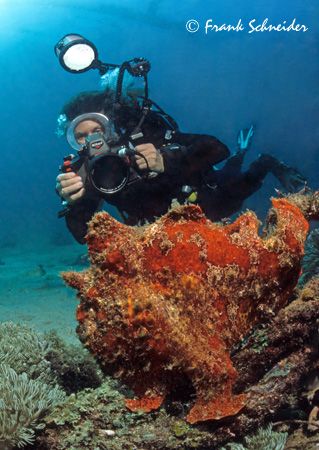 Red frogfish and photographing diver; Sabang beach, shallow water, Nikonos RS, Fisheye, Flash Nikon SB104 - Model: Leda 