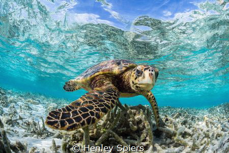 Hawksbill Turtle in a shallow lagoon 