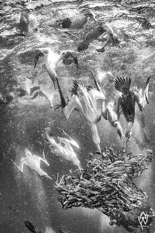 The Cape Gannet" - A B&W rendition of one of my favourite sardine run images taken off shore of the wild coast, Transkei, Port St. Johns, South Africa. The Cape Gannet is truly an amazing bird and has adapted to its ocean life like no other. 