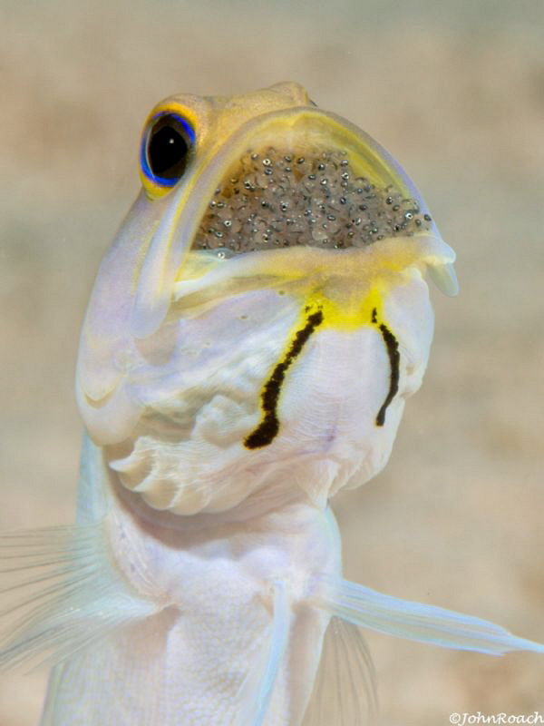 Opistognathus aurifrons
Yellowhead Jawfish
 