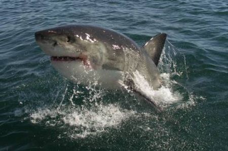 Great White Shark - taken whilst cage diving with these wonderful animals off Gansbaai. Taken with Konica Minolta Dimage A200 prefocused and with patience! 