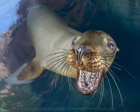 Juvenile California Sea Lion coming in for a chew on the camera 