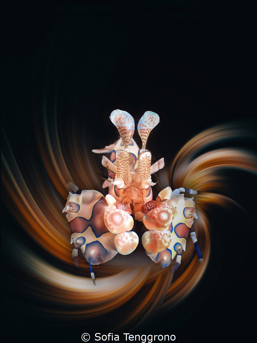 Hymenocera picta. Inspired by the work of Stefano Scortegagna (the boxer crab and anemon fish with twirling light) 