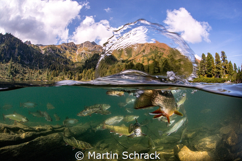 Fish soup in a mountain lake in Austria. 