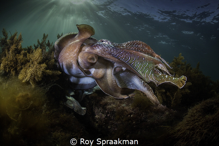 Giant Australian Cuttlefish taken at Whyalla, South Australia during their annual breeding migration. 
