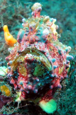 Lembeh Streit, north Sulawesi. I love this frog fish!
Nikon Coolpix 5000 in Sea & Sea housing and two strobes. 