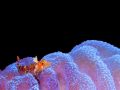 Triple Fin Blenny on Vase Sponge.