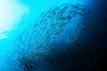 Swirling barracudas