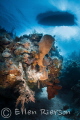 Bloody Bay Wall in Grand Cayman. Shot with Canon T2i/Nauticam / Tokina 10-17mm