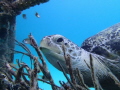 I found this turtle resting on a fishing basket, and came up close to him from below. He never moved. The photo looks a bit unreal but it isn't!