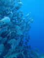 At barracuda point on Sipadan there is an enormous school of Jackfish which are a sight to behold!