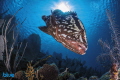 Nassau Grouper at Marilyn's Cut, Little Cayman