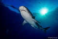 Tiger shark at Tiger Beach Bahamas, Canon 1DC in Nauticam housing 2 Sea&sea 250 strobes