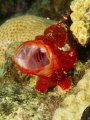 I think this red frogfish was telling the photographer to move on.