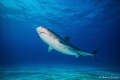 A Tiger Shark is heading for the bait crate at Tiger Beach, in the Bahamas. Nauticam 1DC Housing 2 S&S 250 strobes.