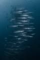 Vertically oriented schooling is a typical feature of barracudas.