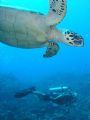 Turtle Crossing,Roatan-HN.