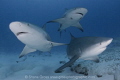 Three bull sharks swim by. Despite their nasty reputation I always find bulls to be quite shy.