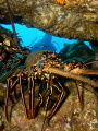 spiny lobster at Socorro